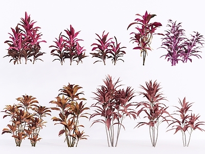 现代草本植物 红叶朱蕉群组 造型植株 丛生朱蕉 灌木花草组合 彩叶观叶灌木