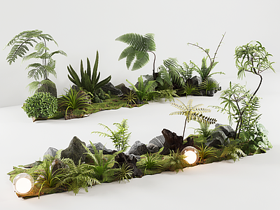 现代植物堆 现代植物组合 蕨类植物 植物组团