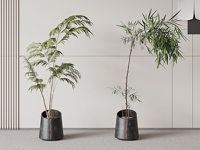 极简盆栽 绿植盆栽植物盆栽