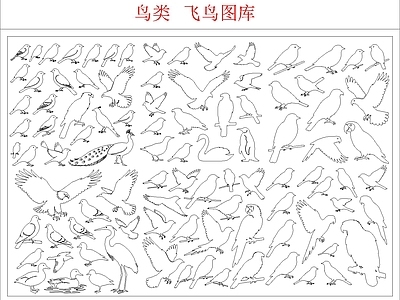 动物 鸟类