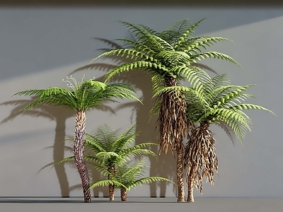 现代乔木 桫椤