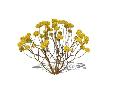 现代灌木 结香素材 开花木本植物 结香