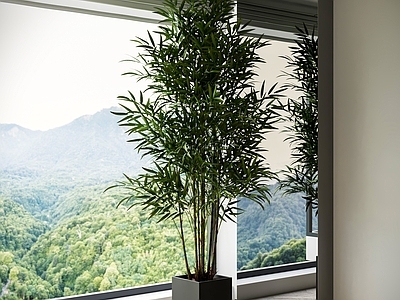 极简盆栽