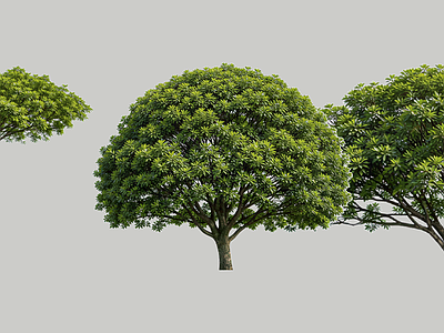 现代主义乔木 2D植物 伞形乔木 圆冠落叶树