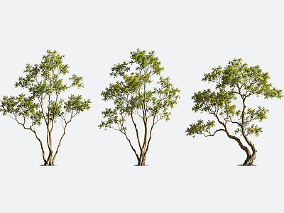 现代乔木 2D植物素材 常绿精品树 主景树 植物素材 景观植物