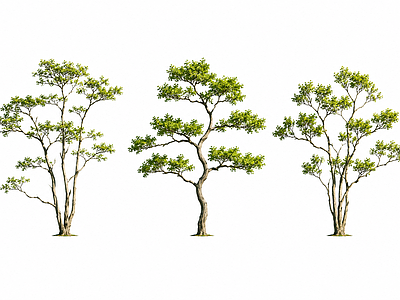 新中式景观乔木 2D植物素材 常绿精品树 主景树 植物素材 景观植物