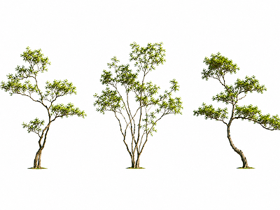 新中式景观乔木 2D植物素材 常绿精品树 主景树 植物素材 景观植物