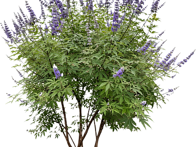 乔木 穗花杜荆 景观花乔 造型乔木 庭院乔木