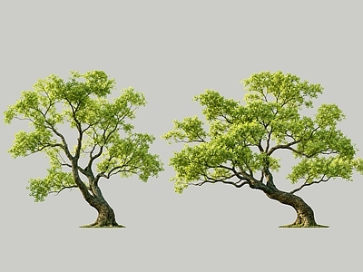 新中式景观乔木 2D植物 现代简约乔木 主景乔木