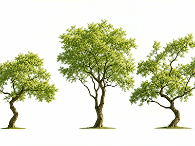 极简乔木 新中式景观乔木 2D植物 主景乔木 造型乌桕
