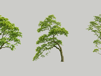 现代乔木 2D植物素材 豪宅主景树 精品景观树 庭院植物 植物素材