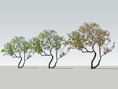 新中式景观乔木 2D海岛春花 海岛春花 室内植物 杂木 天井庭院植物