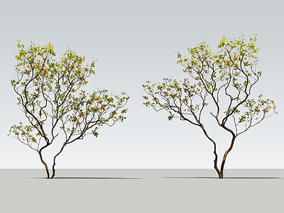 现代灌木 2D海岛春花 海岛春花 天井庭院植物 室内景观植物 杂木