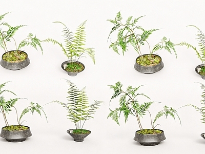 禅意盆景 盆栽蕨类植物 蕨类织物组合 室内蕨类植物