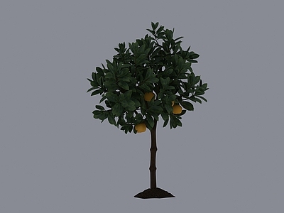 现代乔木