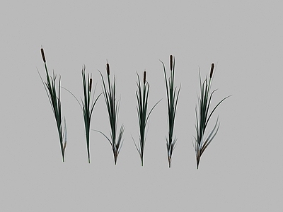 现代水生植物