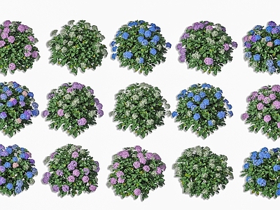 现代草本植物