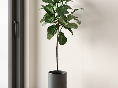 现代简约盆栽 琴叶榕 室内盆景 单杆植物 阔叶绿植