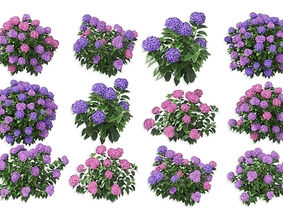 草本植物 绣球花 草本植物 八仙花 紫色花卉植物 草绣球紫阳花