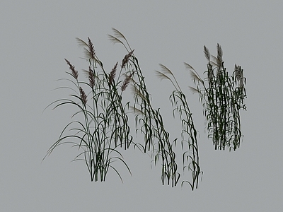 草本植物