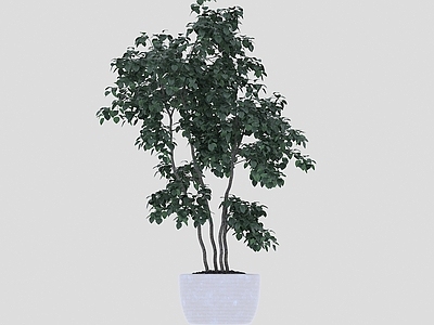 极简盆栽