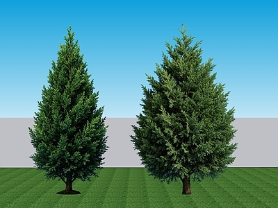 极简乔木 2D植物 常绿乔木桧柏 耐寒针叶乔木桧柏 常绿针叶乔木桧柏