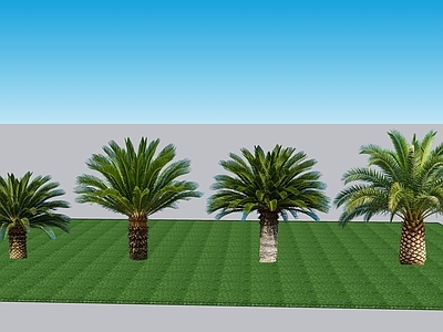 现代主义乔木 2D植物 常绿针叶植物苏铁 针叶植物苏铁 热带针叶植物苏铁