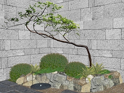 禅意乔木 杂木造型树