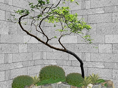 禅意乔木 杂木造型树2D