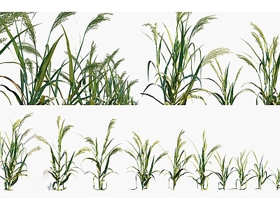 草本植物 黄米 稷黍农作物 糜子灌木绿植 粮食作物农作物 景观植被牧草