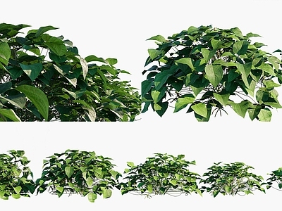 草本植物 绿豆 绿豆灌木绿植 绿豆农作物 粮食作物农作物 灌木花卉
