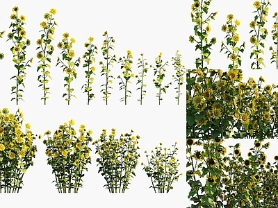 草本植物 向日葵 向阳花农作物 向日葵灌木绿植 景观植被牧草 经济作物