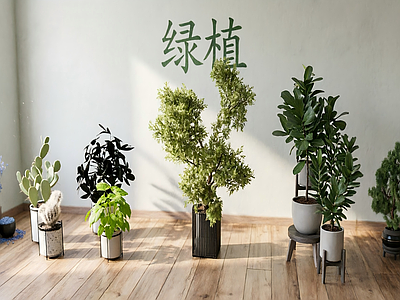 现代盆栽 绿植 仙人掌 室内绿植 好看的绿植