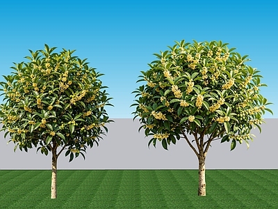 现代主义灌木 2D植物 常绿阔叶灌木桂花