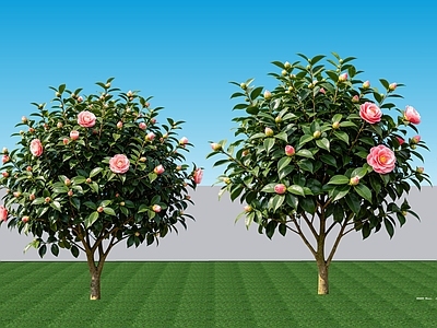现代主义灌木 2D植物 常绿阔叶灌木山茶