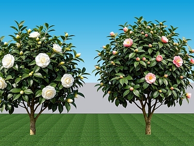 现代主义灌木 2D植物 常绿阔叶灌木山茶