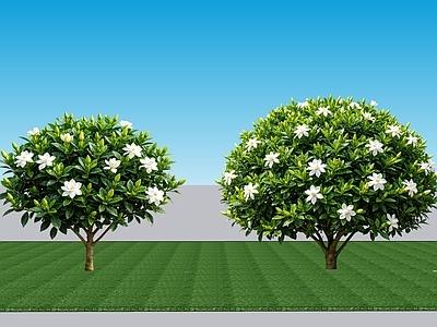 极简灌木 2D植物 常绿阔叶灌木栀子