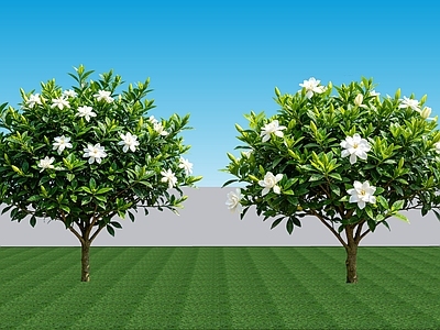 现代主义灌木 2D植物 常绿阔叶灌木栀子