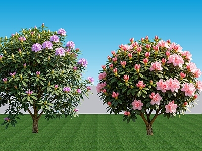 现代主义灌木 2D植物 常绿阔叶灌木杜鹃