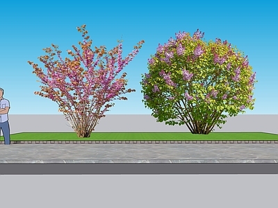 现代主义灌木 2D植物 丛生灌木 紫荆 绿化树木 绿植
