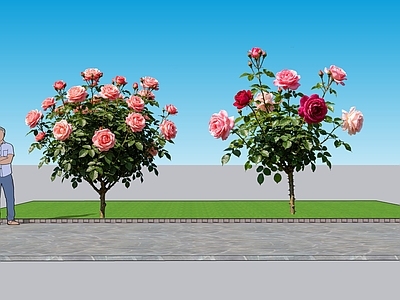 现代主义灌木 2D植物 常见花灌木玫瑰 玫瑰 绿化树木 绿植