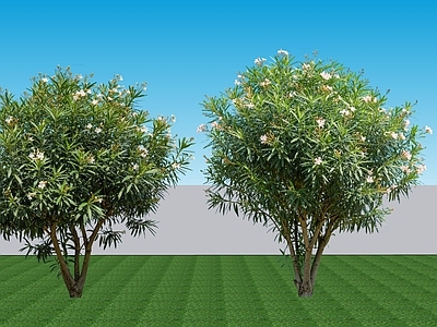 现代主义灌木 2D植物 阔叶灌木夹竹桃