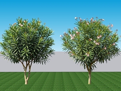 现代主义灌木 2D植物 阔叶灌木夹竹桃