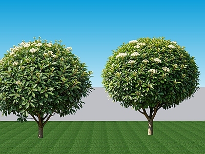 极简乔木 2D植物 常绿阔叶灌木石楠