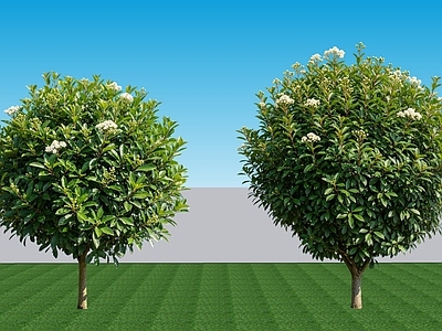 极简灌木 2D植物 常绿阔叶灌木石楠