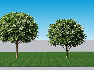 现代主义乔木 2D植物 常绿阔叶灌木海桐