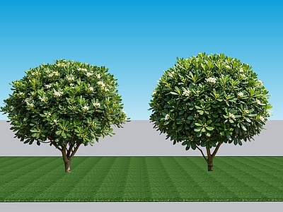 现代主义灌木 2D植物 常绿阔叶灌木海桐
