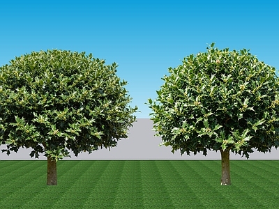 现代主义乔木 2D植物 常绿阔叶灌木枸骨