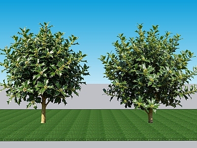 现代主义灌木 2D植物 常绿阔叶灌木枸骨