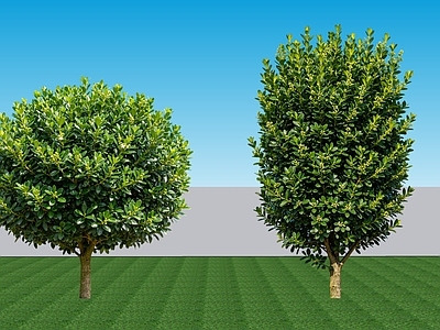 现代主义灌木 2D植物 常绿阔叶灌木黄杨